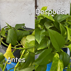 Trasplante seguro