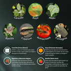 Reset - Tratamiento Anti-Hongos para tus Plantas
