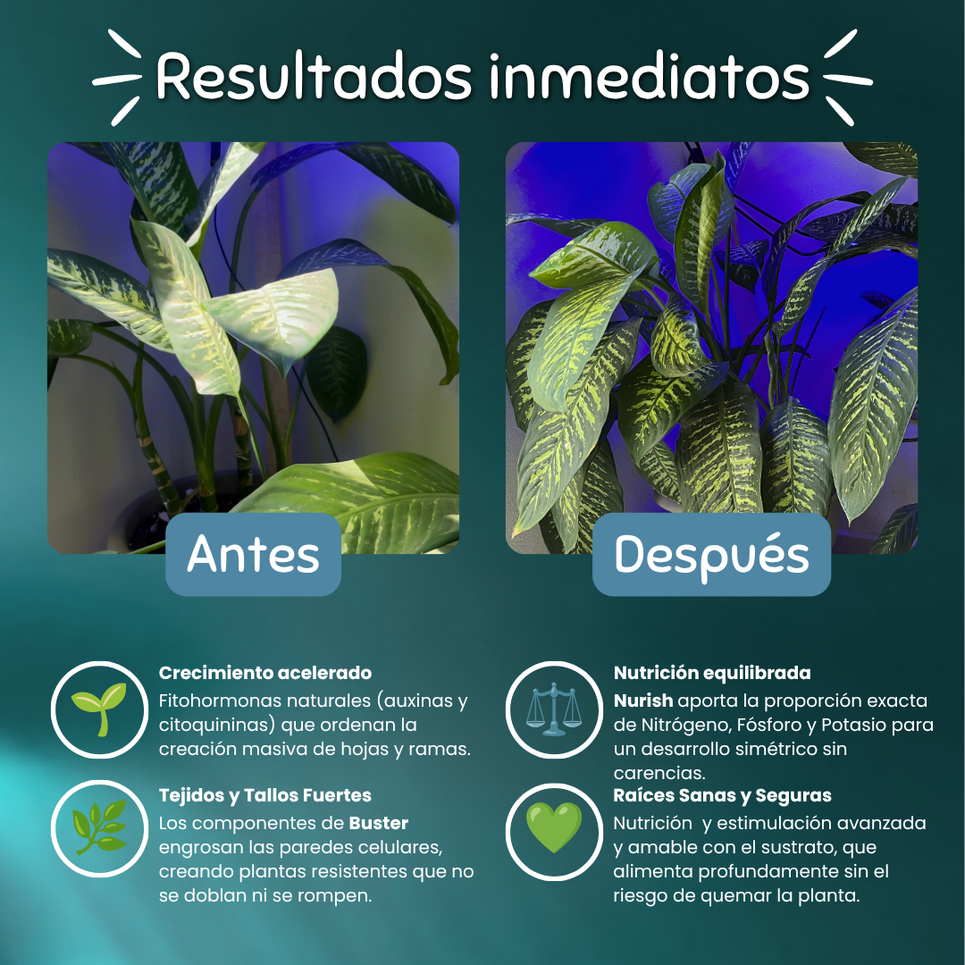 Dúo Frondoso – Nutrición y Estimulación Acelerada