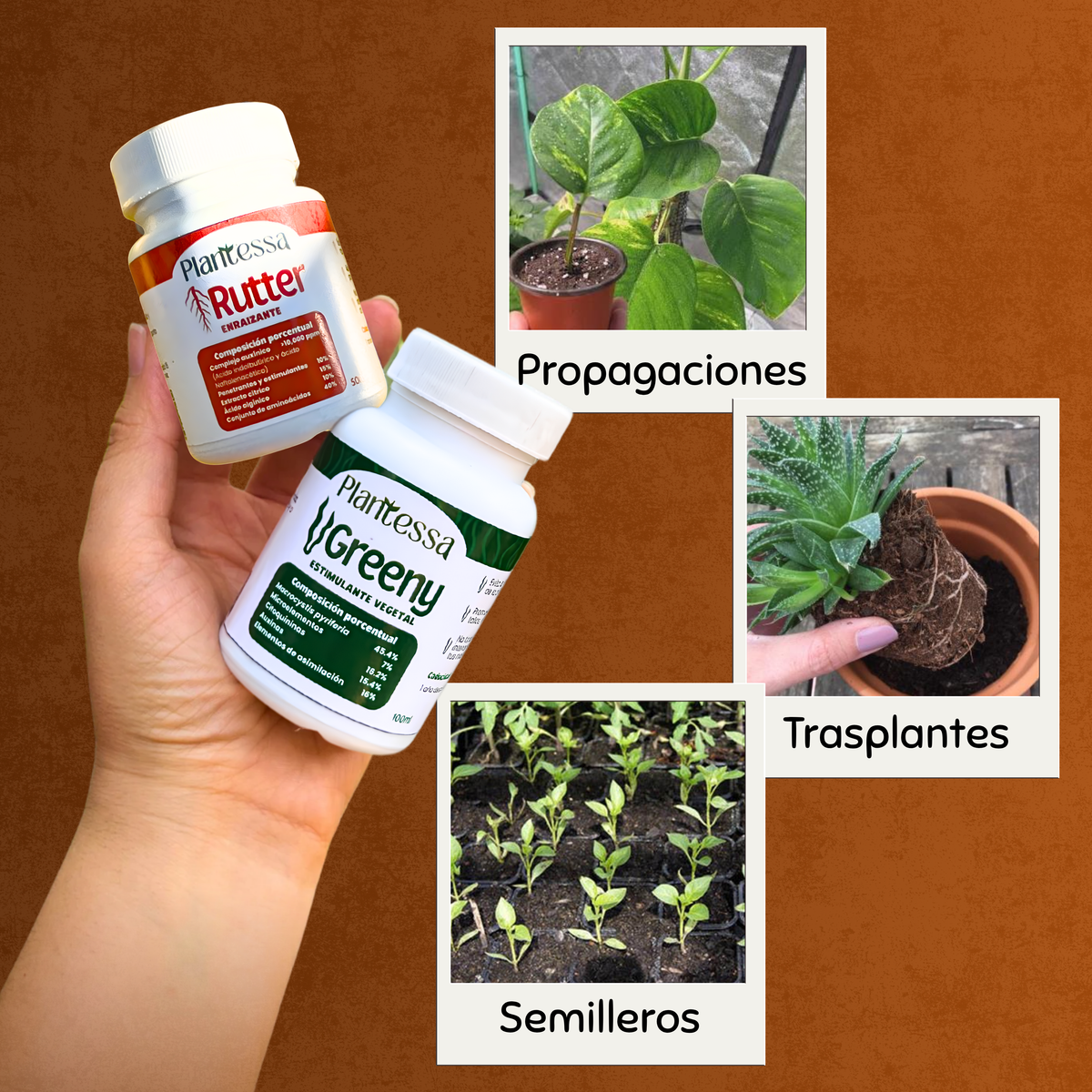 Trasplante seguro – Enraizamiento y Cero Estrés