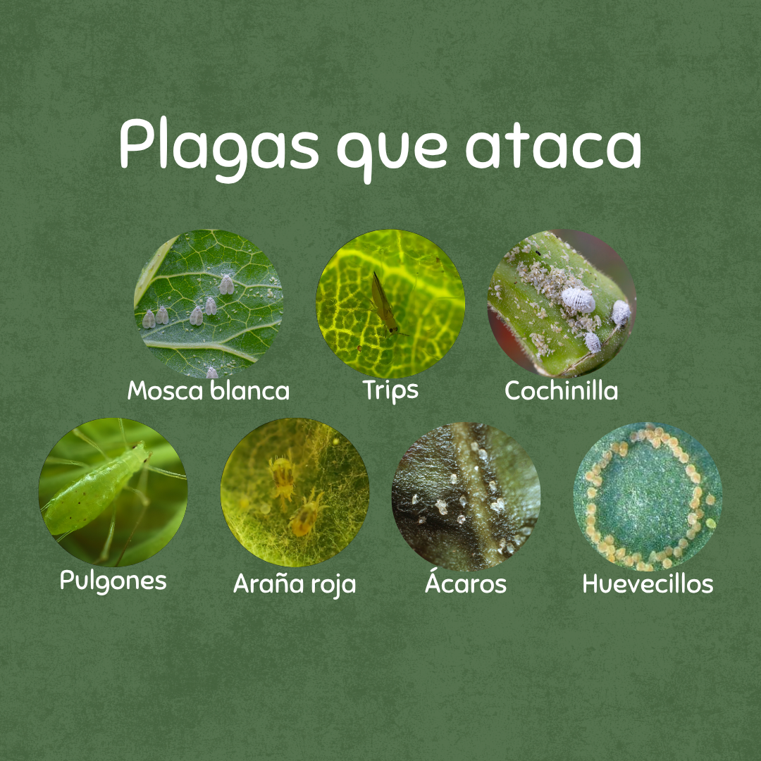 🪲Kit Anti-Plagas | Erradicación y Recuperación