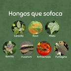 🌵Kit SOS Hongos – Rescate y Regeneración