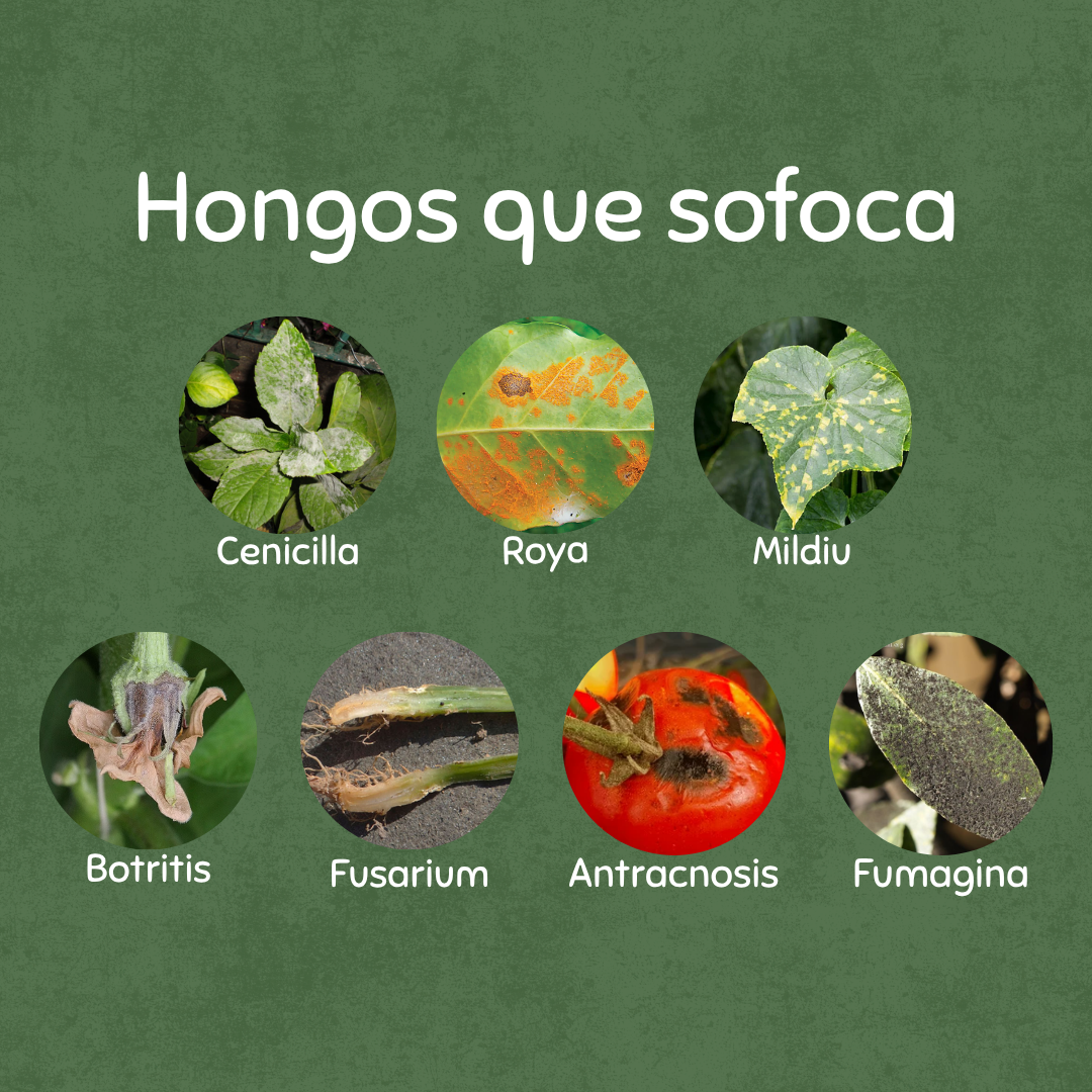 🌵Kit SOS Hongos – Rescate y Regeneración