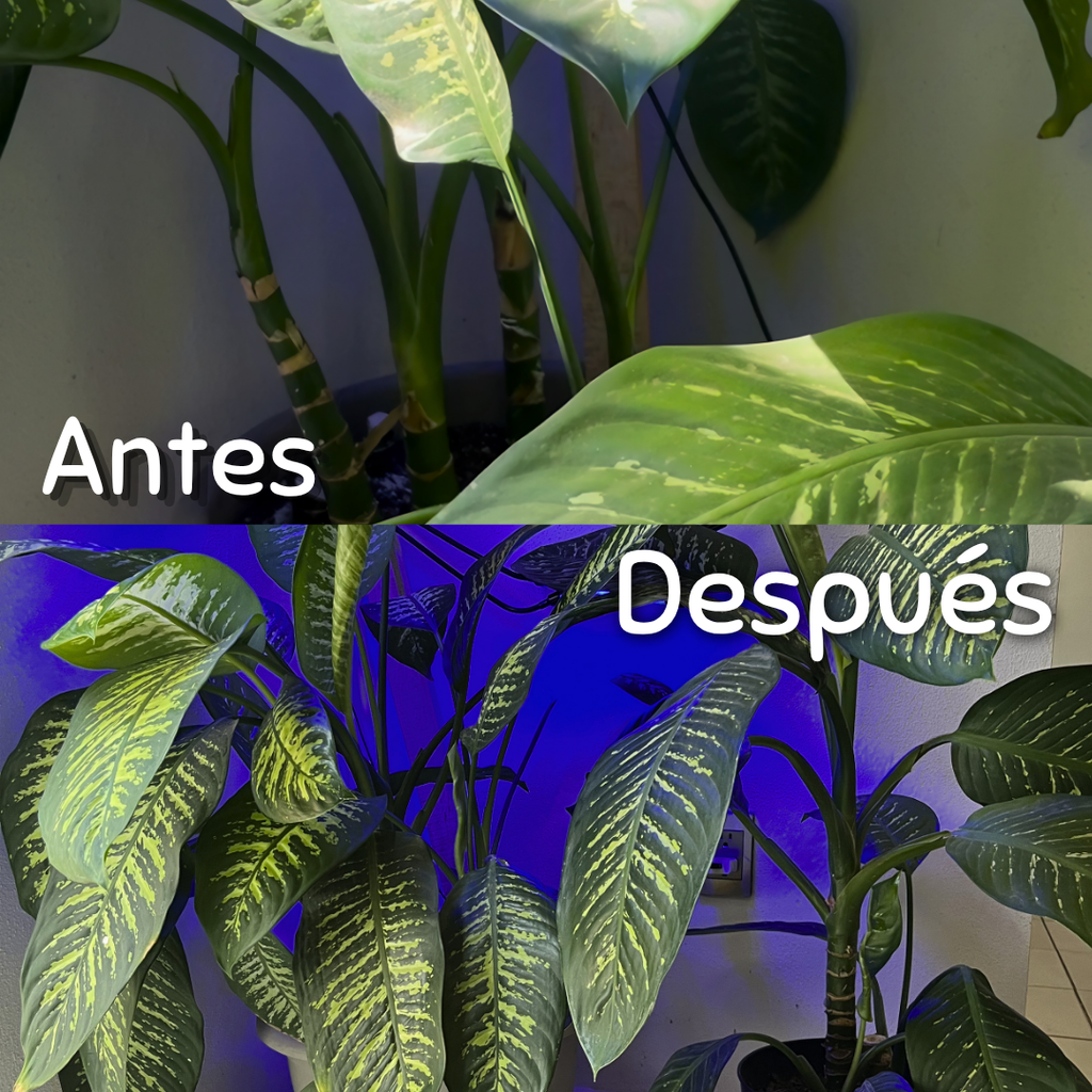 Dúo Frondoso