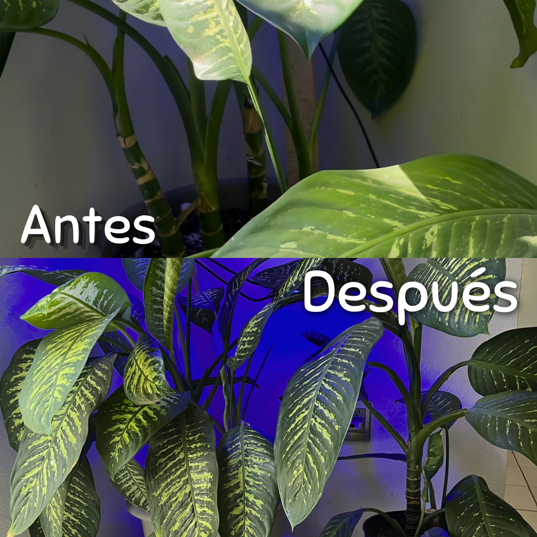 Dúo Frondoso