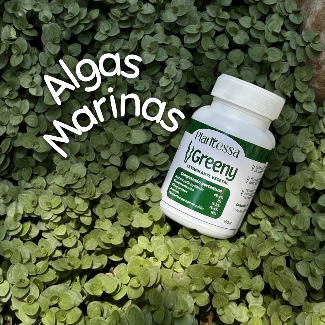 Greeny | Algas marinas