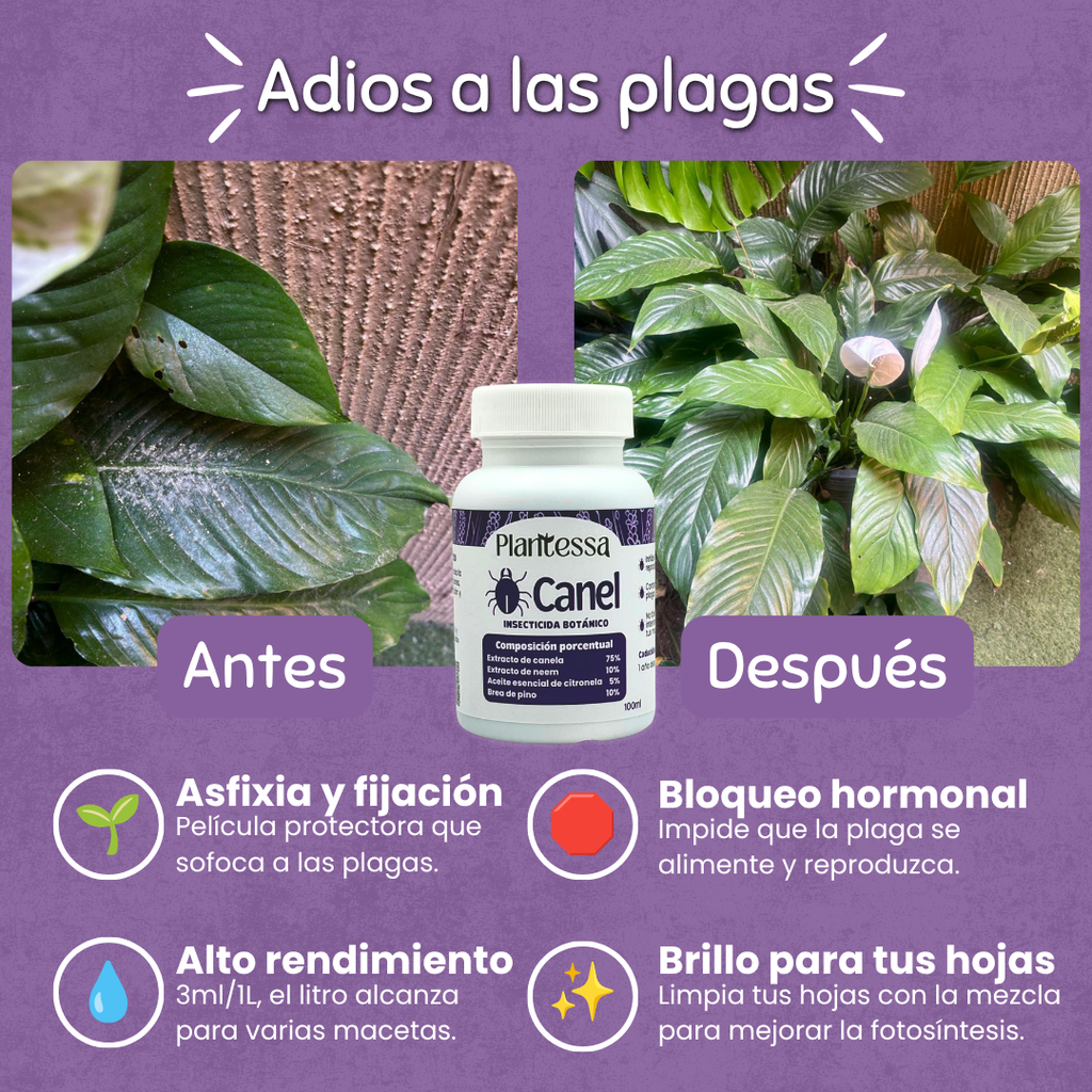 🪲Kit Anti-Plagas | Erradicación y Recuperación