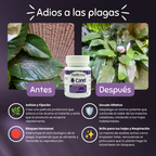 🪲Kit Anti-Plagas | Erradicación y Recuperación