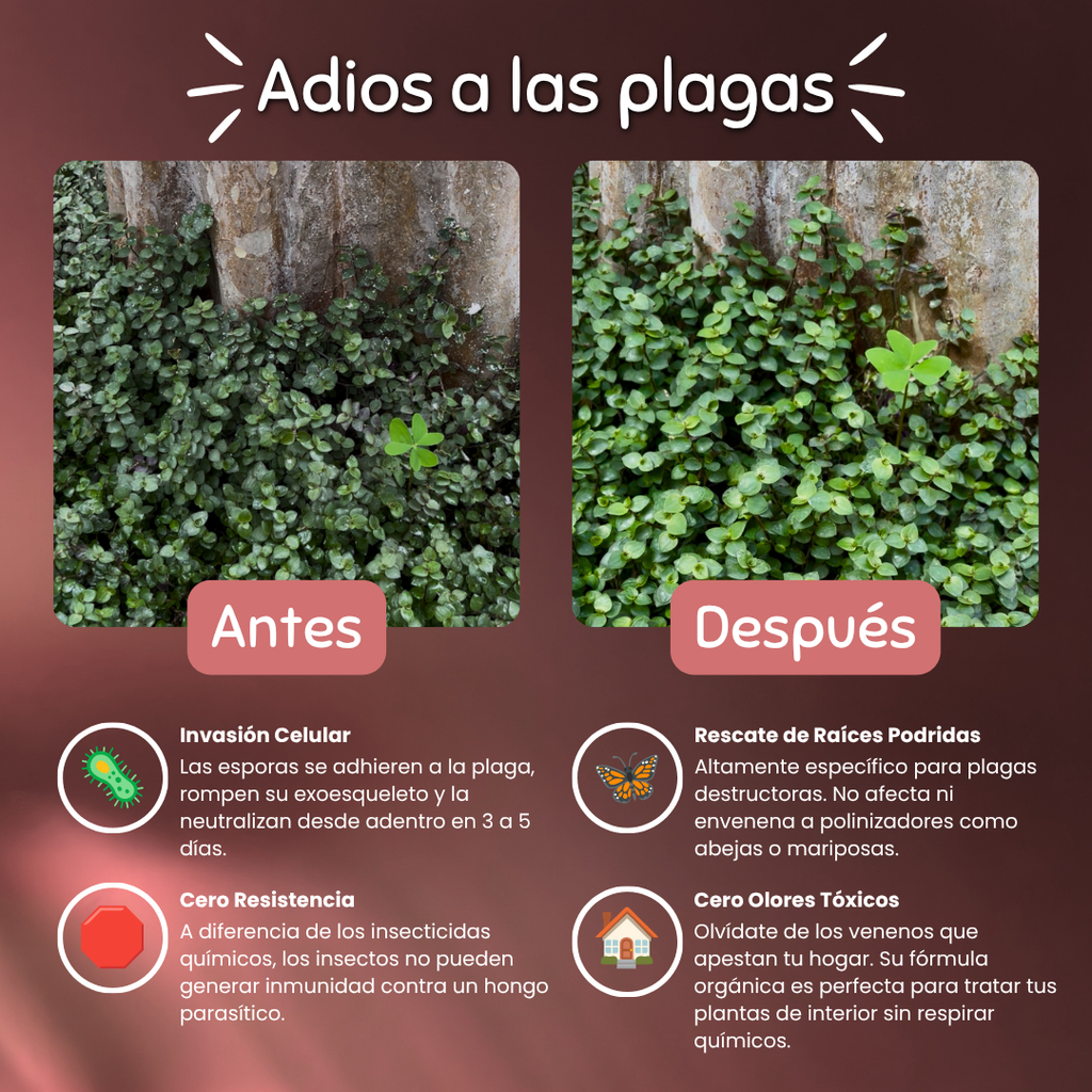 Fungo – Bioinsecticida (Control Biológico)