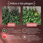 Fungo – Bioinsecticida (Control Biológico)