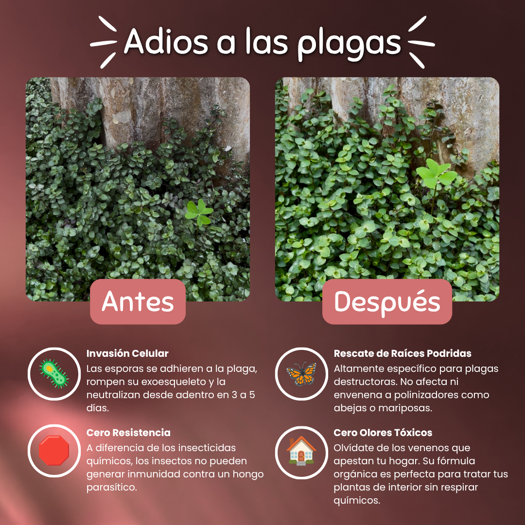 Fungo – Bioinsecticida (Control Biológico)