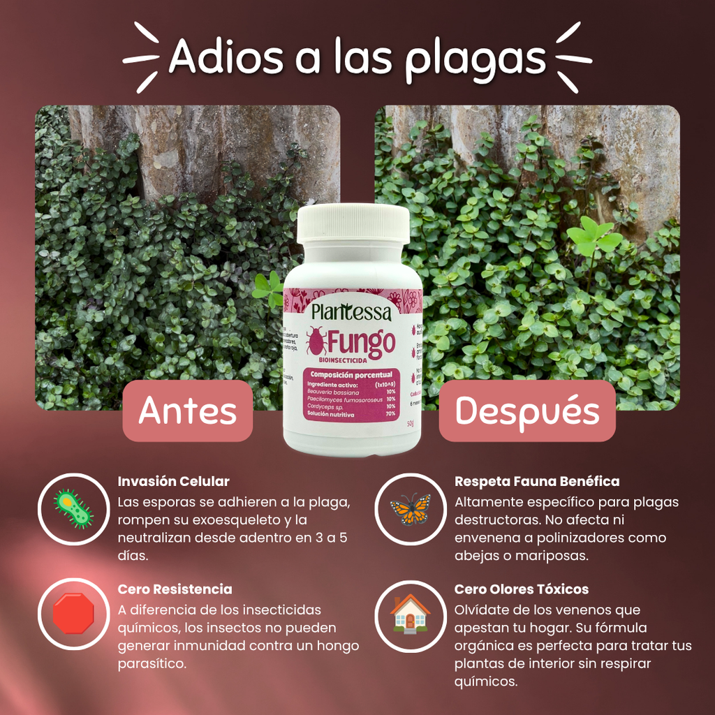 🪴Kit Alivio y Protección - Plagas, hongos y alivio