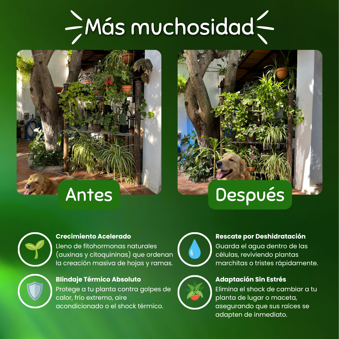 Greeny - Algas marinas, Escudo Anti-Estrés