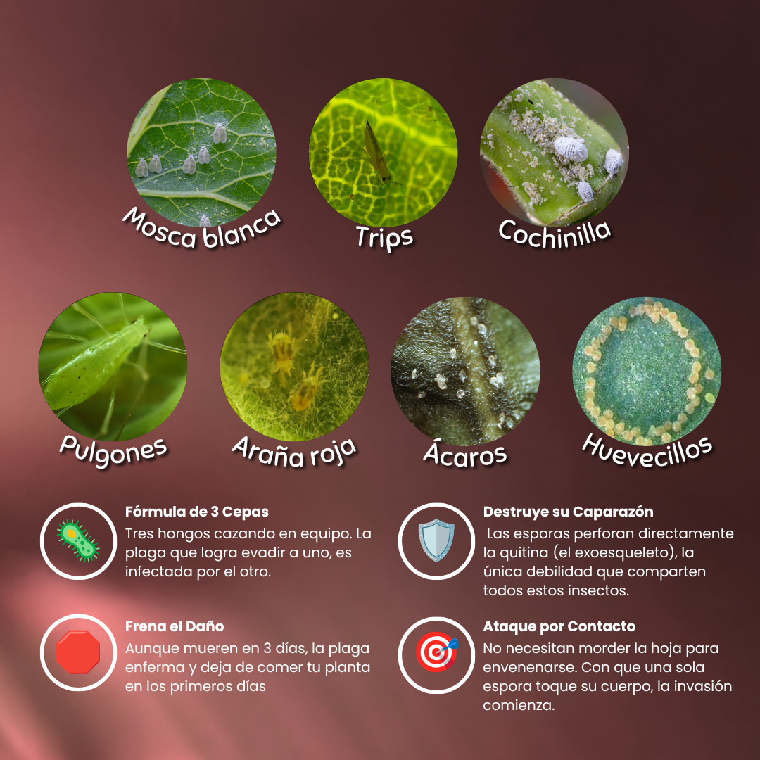 Fungo – Bioinsecticida (Control Biológico)