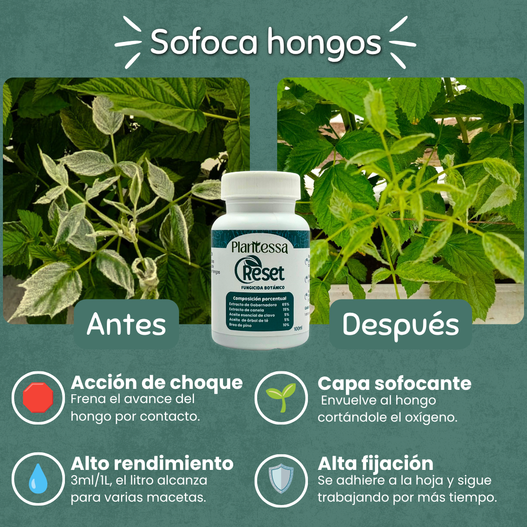 🌵Kit SOS Hongos – Rescate y Regeneración