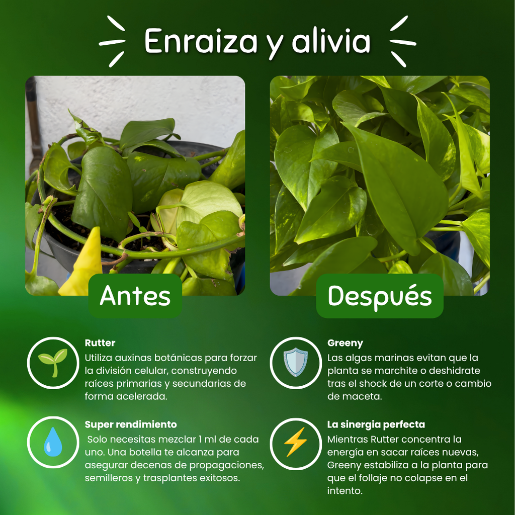 Trasplante seguro – Enraizamiento y Cero Estrés