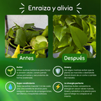 Trasplante seguro – Enraizamiento y Cero Estrés